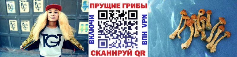 наркошоп  Переславль-Залесский  Галлюциногенные грибы прущие грибы 
